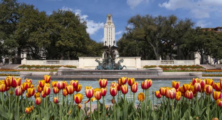 UT Tower with orange and yellow tulips in the foreground